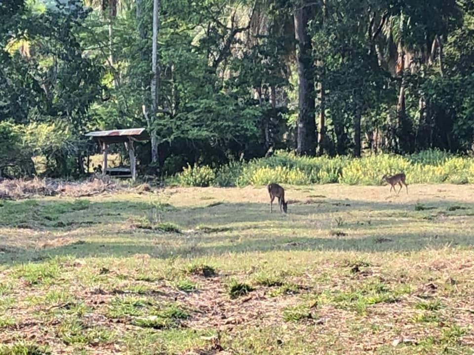 Donde Familia Manito Acomodação com café da manhã Paquera Exterior foto